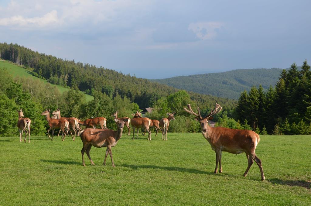 Wildwiesenhof Miesenbach  Ngoại thất bức ảnh